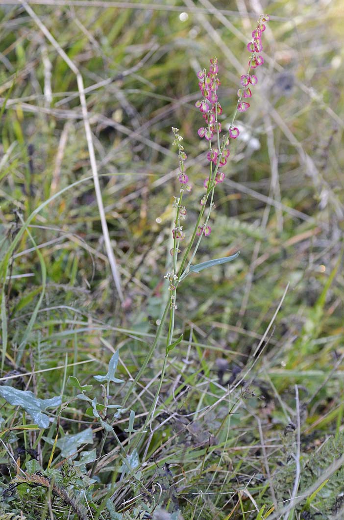 Rumex scutatus / Romice scudato